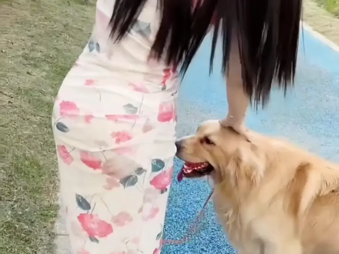 《抖音香香公主与爱犬金毛》完整版在线免费观看-抖音香香公主与爱犬金毛直播回放网盘资源免费领取